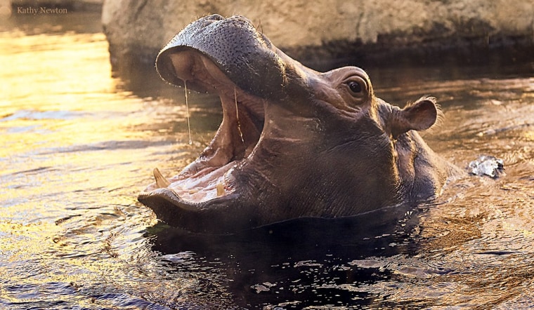 Fiona the Hippo opens wide