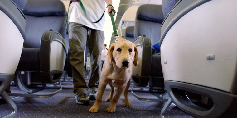 Student Guide Dogs Take Tour Of Newark Liberty Airport