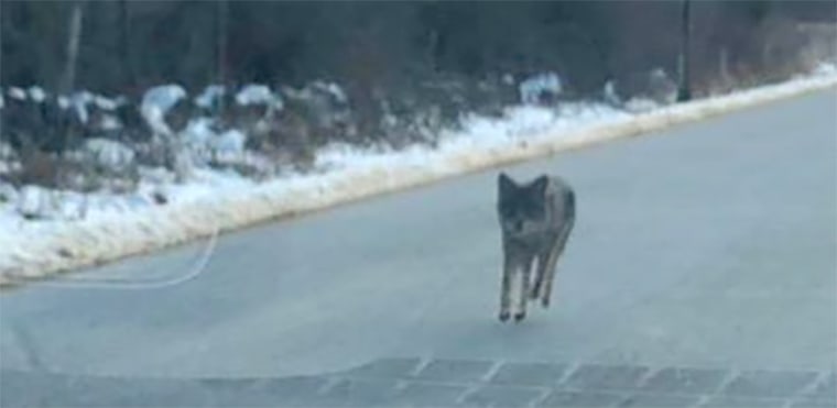 Image: Coyote in New Hampshire