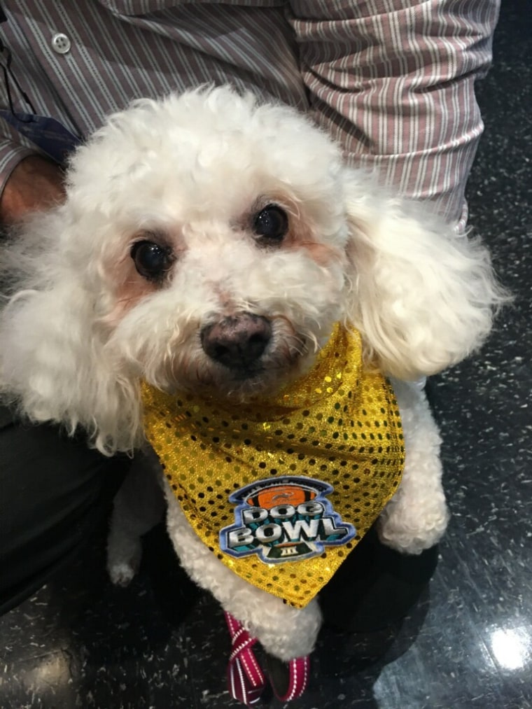 Karlie wears her Dog Bowl III bandana.