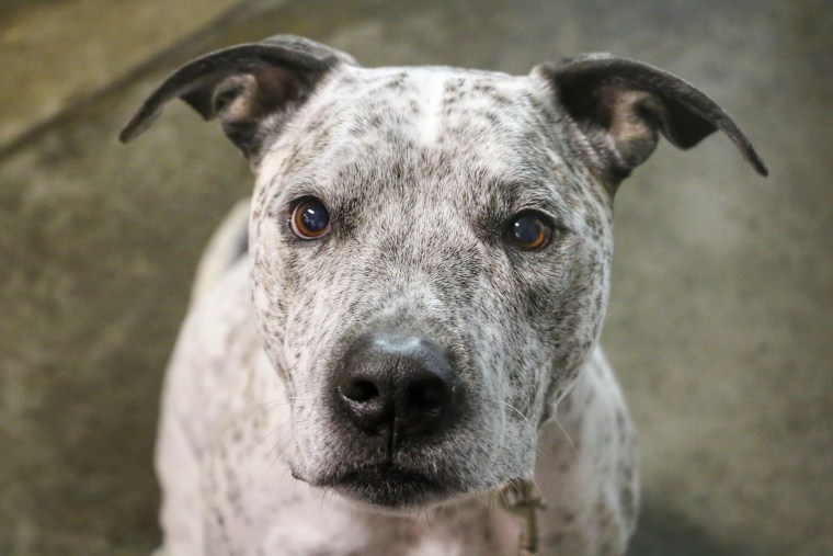 A gray pit bull gazes at the camera.