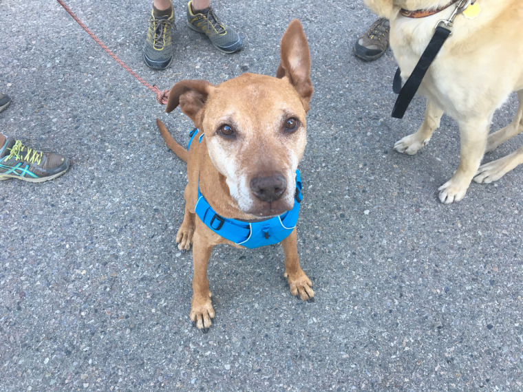 An elderly brown pit bull sits.