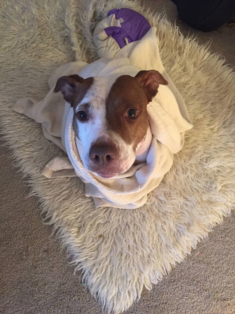 A pit bull wrapped in a blanket looks up.