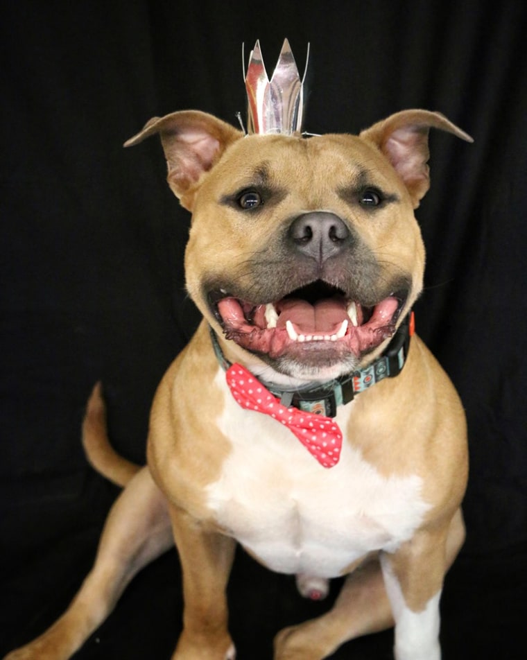 A pit bull wears a crown.