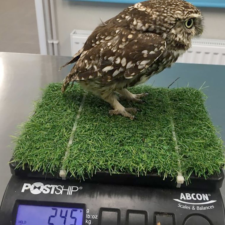 Image: An overweight owl has been put on a strict diet at Suffolk Owl Sanctuary