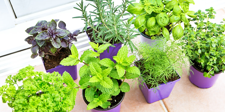 How to grow an indoor herb garden