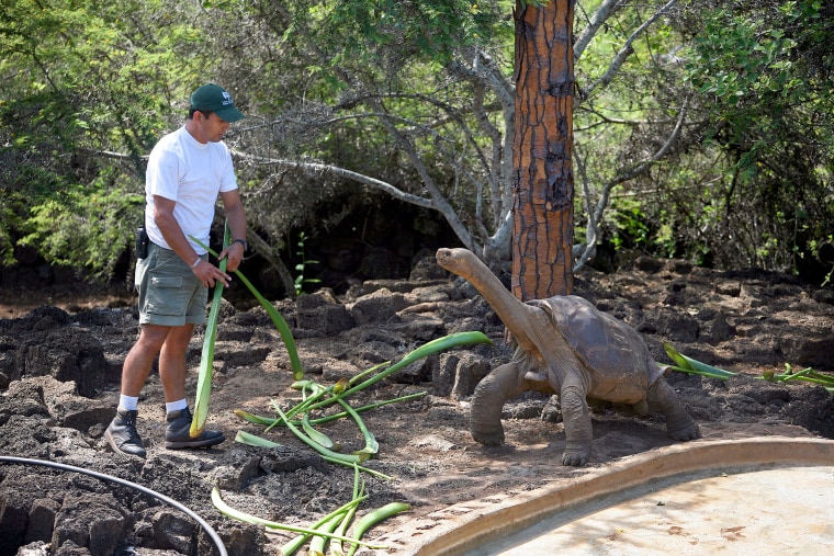 Lonesome George dies in the Galapagos