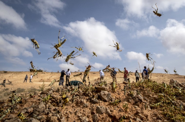 Image: Young locusts jump in the air near Garowe, Somalia, on Feb. 5, 2020.