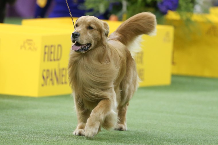 OTHER: FEB 11 Westminster Dog Show