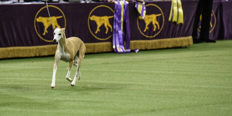 IMAGE: Westminster Kennel Club Dog Show
