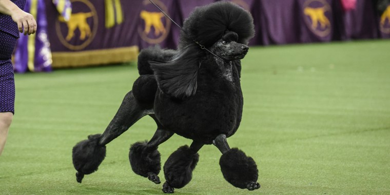 Westminster Kennel Club Hosts Annual Dog Show In New York