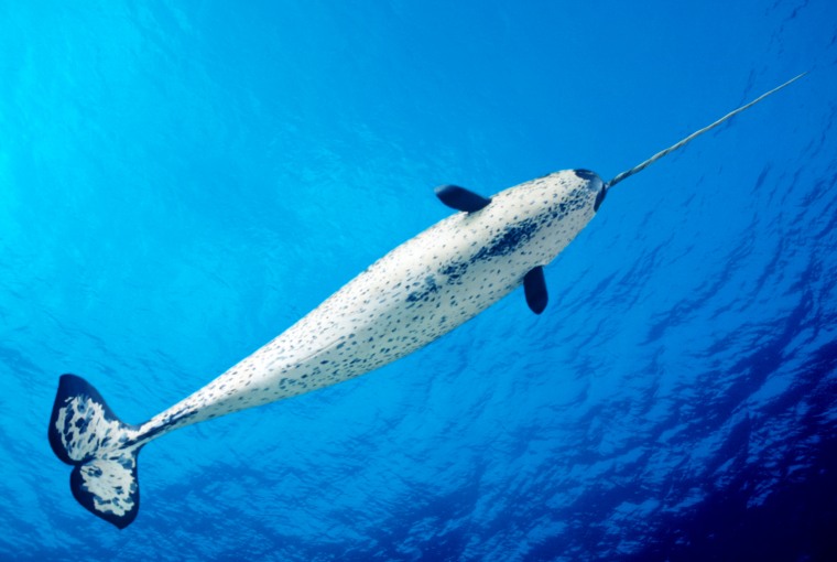 Image: A male narwhal in the ocean