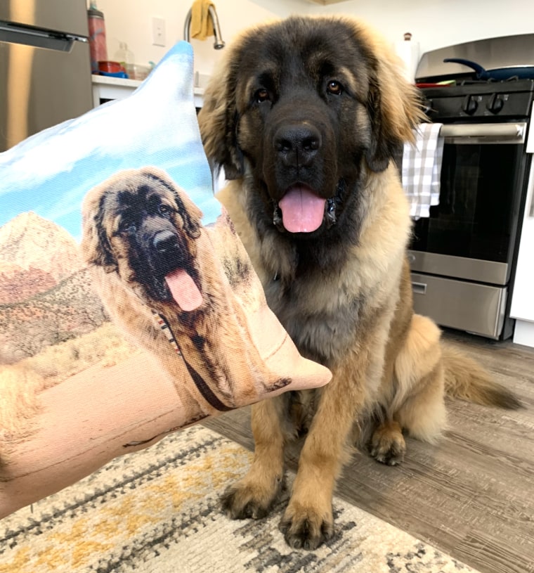 Wilco and his new custom photo pillow