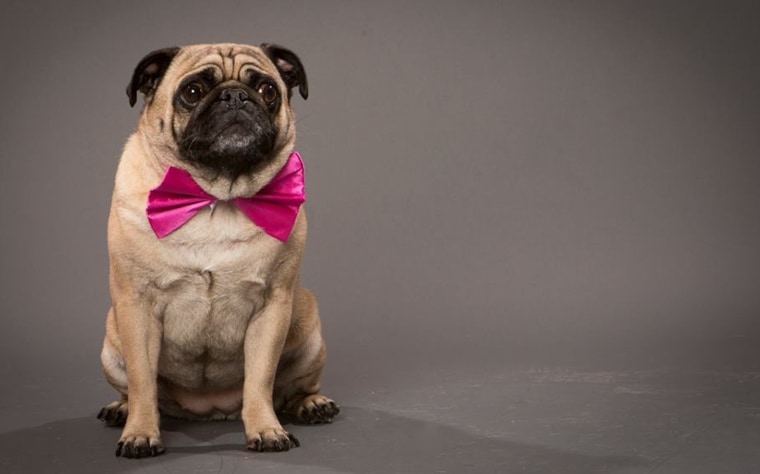 Dixie looks dapper in her pink bow tie!