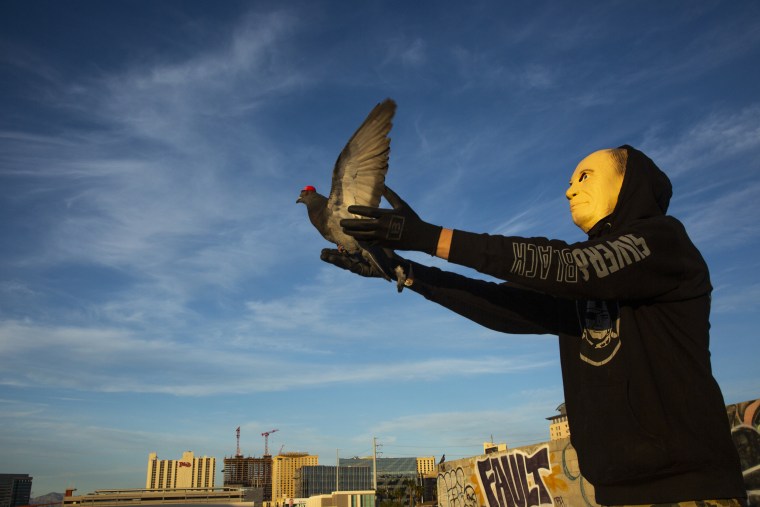 Image: MAGA-hat-wearing pigeons Las Vegas