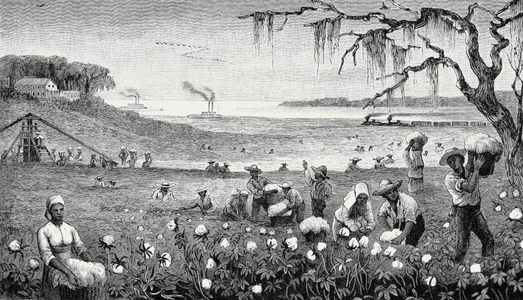 19th Century North America -  Harvesting cotton in Louisiana