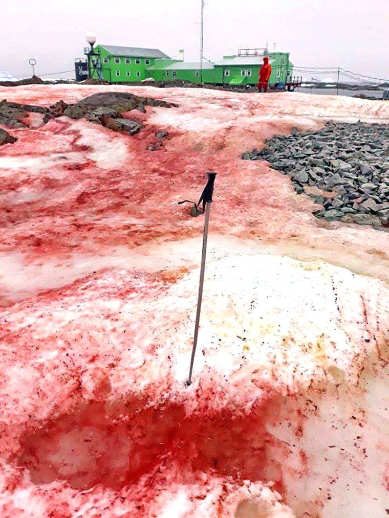 Blood-red algae blanket the snow near Antarctica's Vernadsky Research Base.