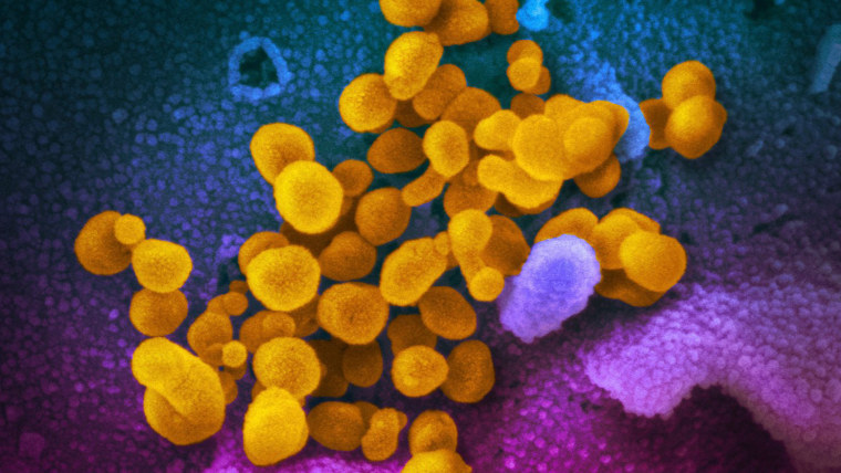 An electron microscope shows the novel coronavirus (in yellow) emerging from the surface of cells (in pink and blue)