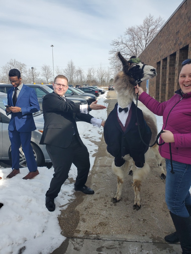 Wedding llama