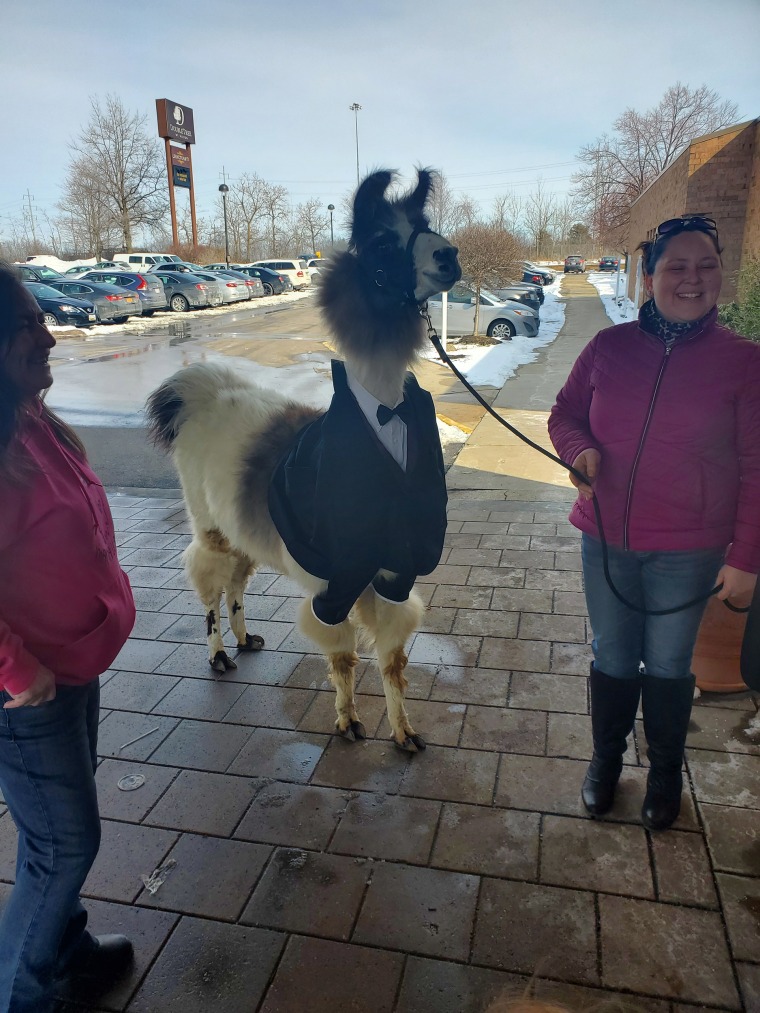 Shocky the llama looked sharp.