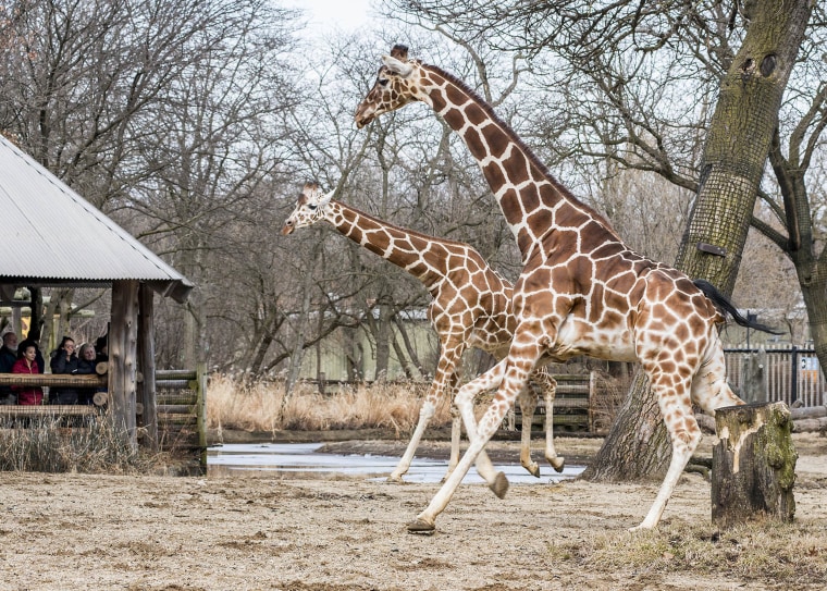 There are four giraffes at Brookfield Zoo outside of Chicago: Ato, 4; Potoka, 6; Arnieta, 13; and Jasiri, 14.
