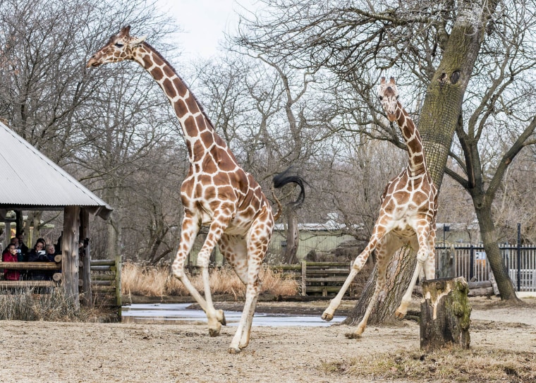 Giraffes Arnieta (left) and Potoka (right) stretch their legs outside for the first time following winter.