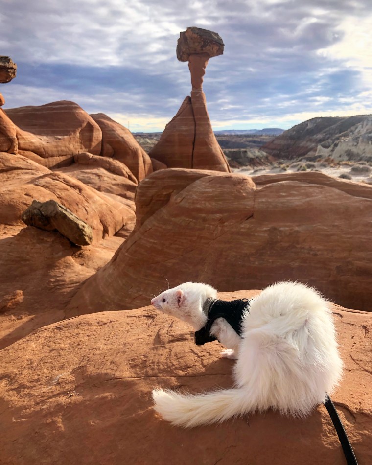 Oliver the Hiking Ferret hikes in Utah.