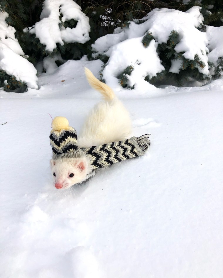 Oliver the Hiking Ferret in snow.
