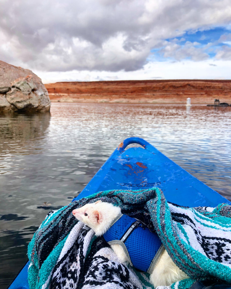 Oliver the Hiking Ferret kayaks in Arizona.