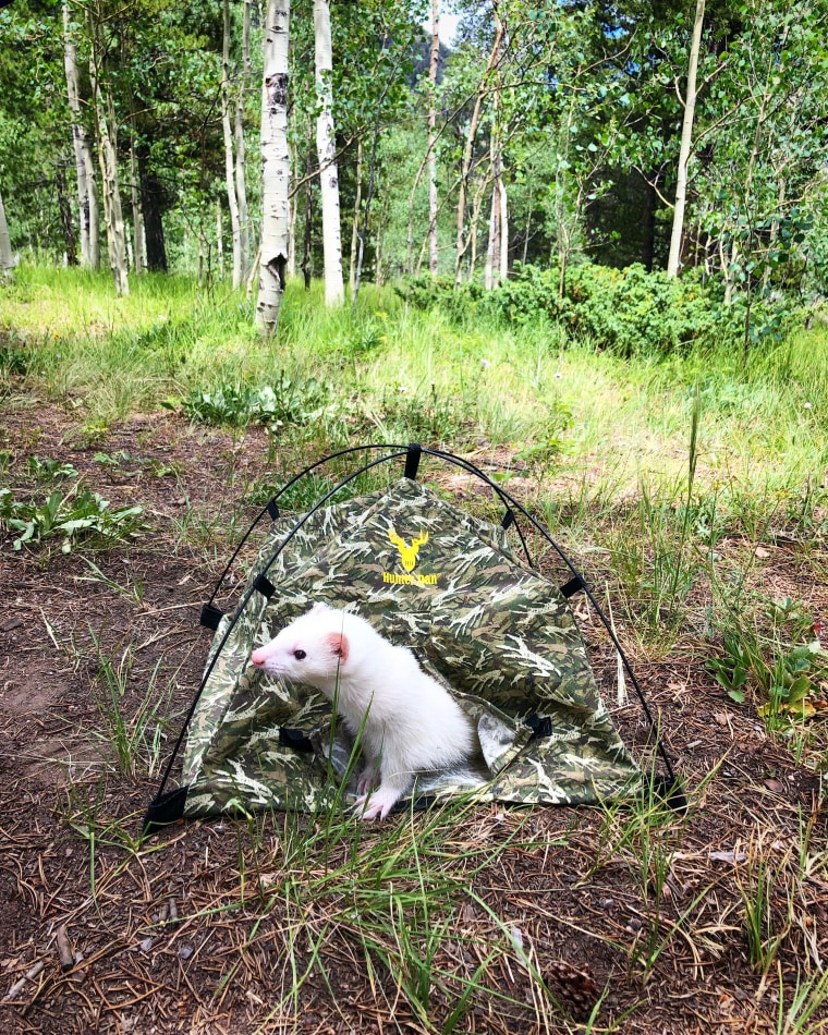 Oliver the Hiking Ferret in a tiny tent.