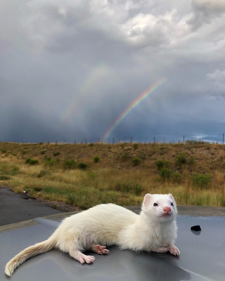 Oliver the Hiking Ferret reclines under a double rainbow.