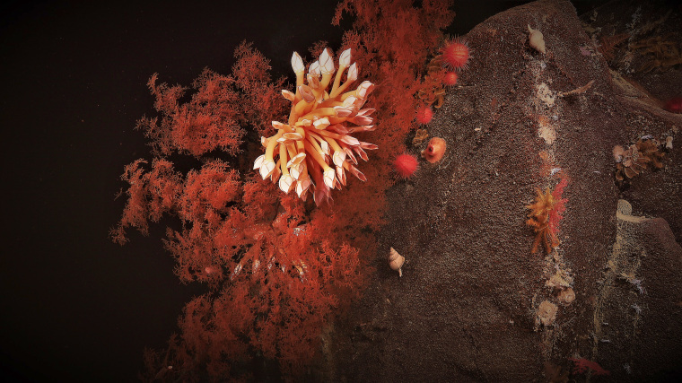 Coral blooms in the abyssal depths of Australia's southern coast.