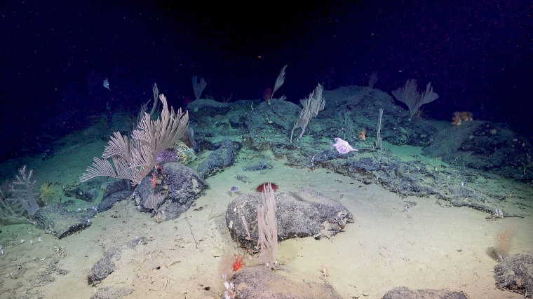 Deep-sea Coral Garden Discovered in Bremer Canyon.
