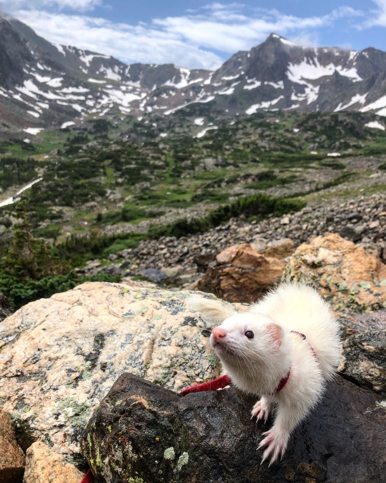 Oliver the Hiking Ferret hikes the Colorado Rockies