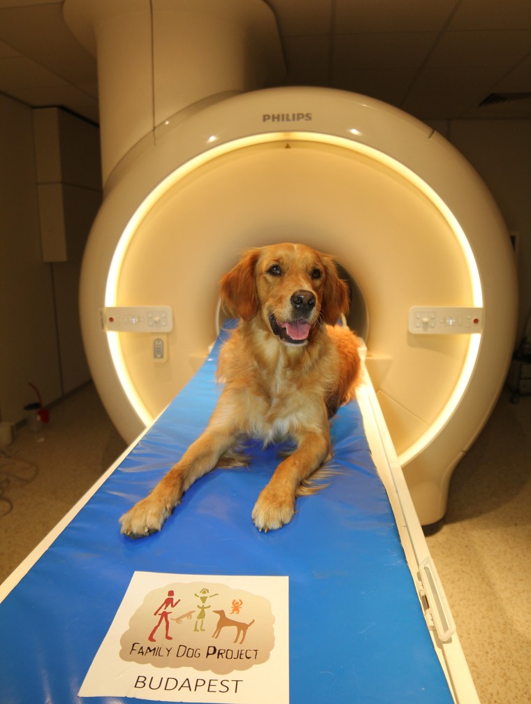 Dogs specially trained to sit still in a MRI machine participated in recent studies to help experts understand how dogs process human faces and speech. 