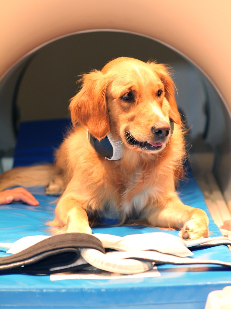 Sometimes research is ruff like when good boys and girls need to sit still in a MRI while experts try to understand how they process human faces and speech. 