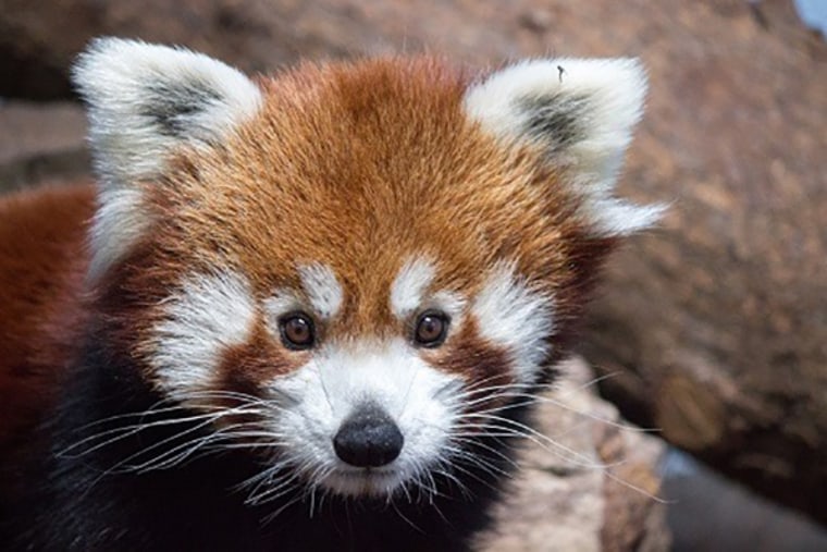 Parker, the Birmingham Zoo's 4-year-old-male red panda