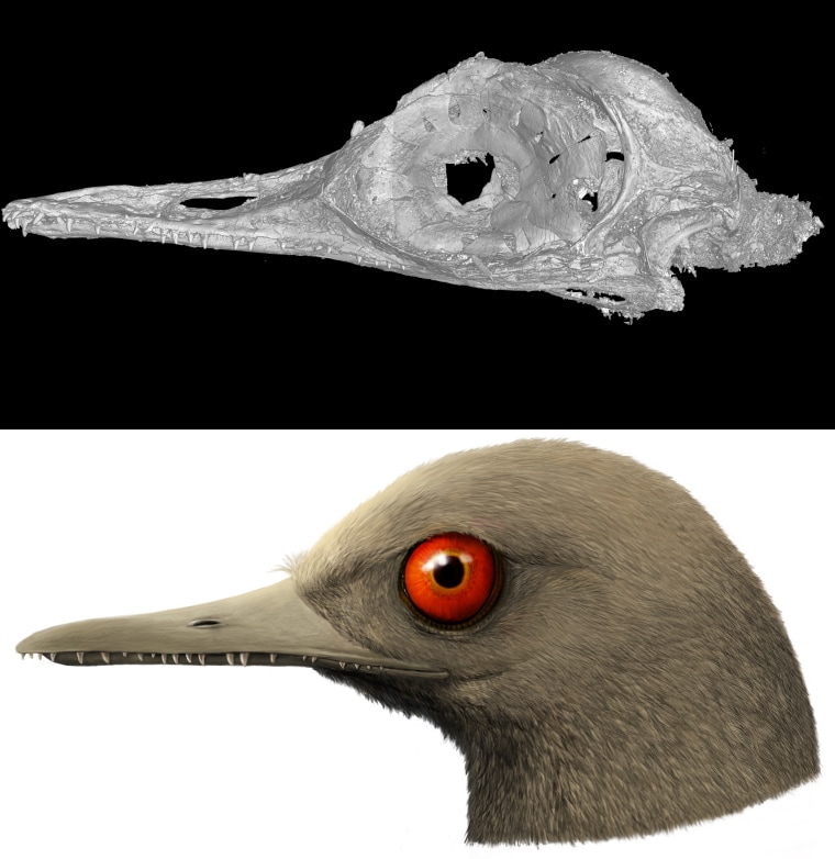 A CT scan of the skull of Oculudentavis by LI Gang, and an artistic rendering of Oculudentavis by HAN Zhixin, imagining what it looked like while alive 99 million years ago.