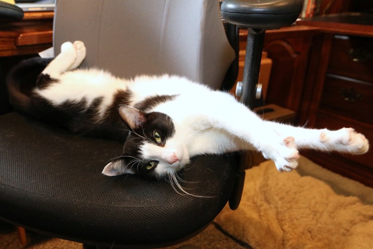 A cat stretches out on a desk chair.