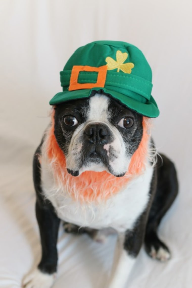 A dog dressed up for St. Patrick's Day