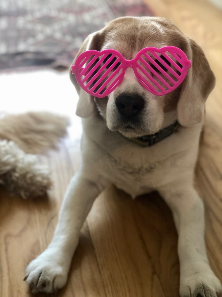 A beagle wears heart glasses.