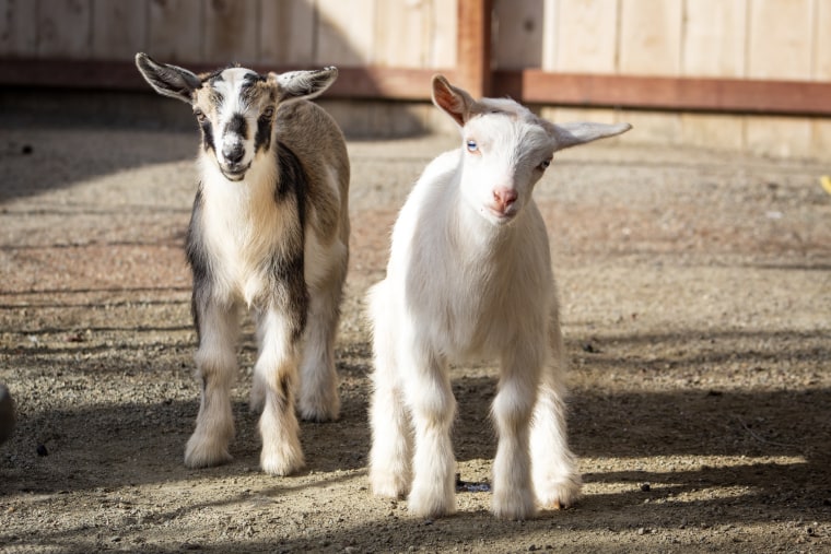 Baby goats