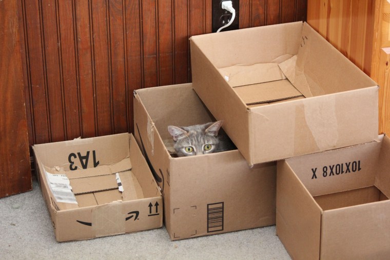 A cat enjoys a box fort.