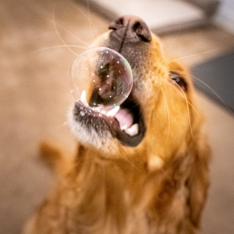 A golden retriever tries to bite a bubble.