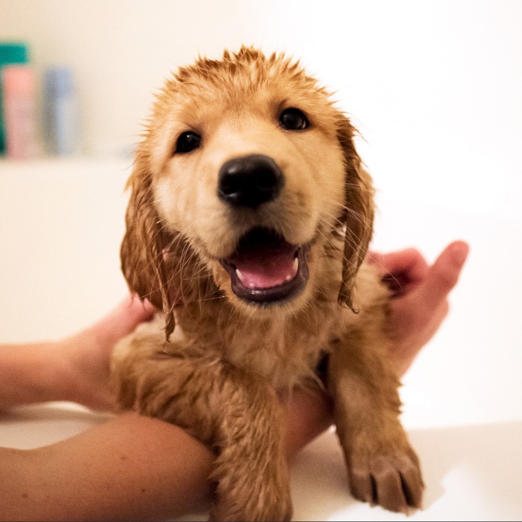 A wet golden retriever puppy after a bath.