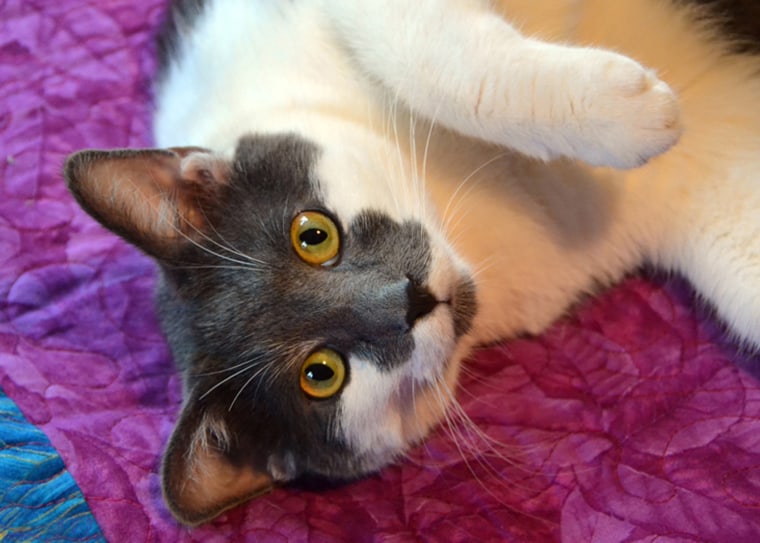 A beautiful cat gazes at the camera.