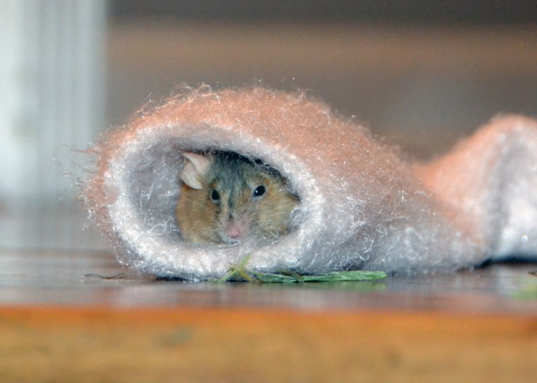 A mouse peeks out of a sock.