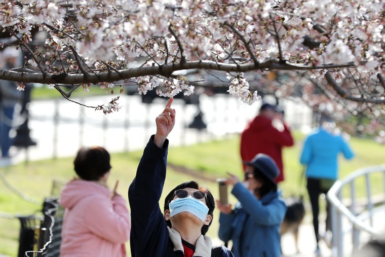 Tourists continue to visit the Tidal Basin on Wednesday as peak bloom for the cherry trees approaches in Washington, D.C. 