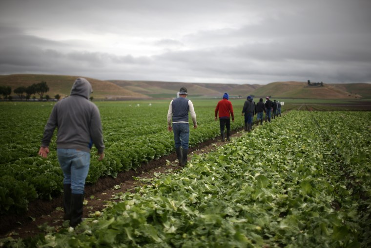 Image: Migrant farm workers with H-2A visas walk to take a break in King City, Calif., in 2017.