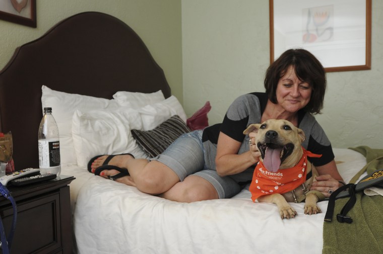 A woman pets a smiling pit bull.